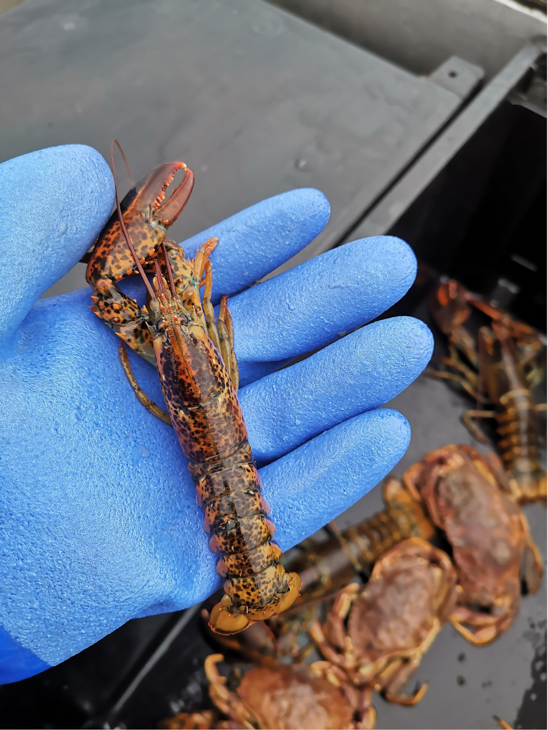 New trap tags for commercial lobster and crab traps starting Jan. 1